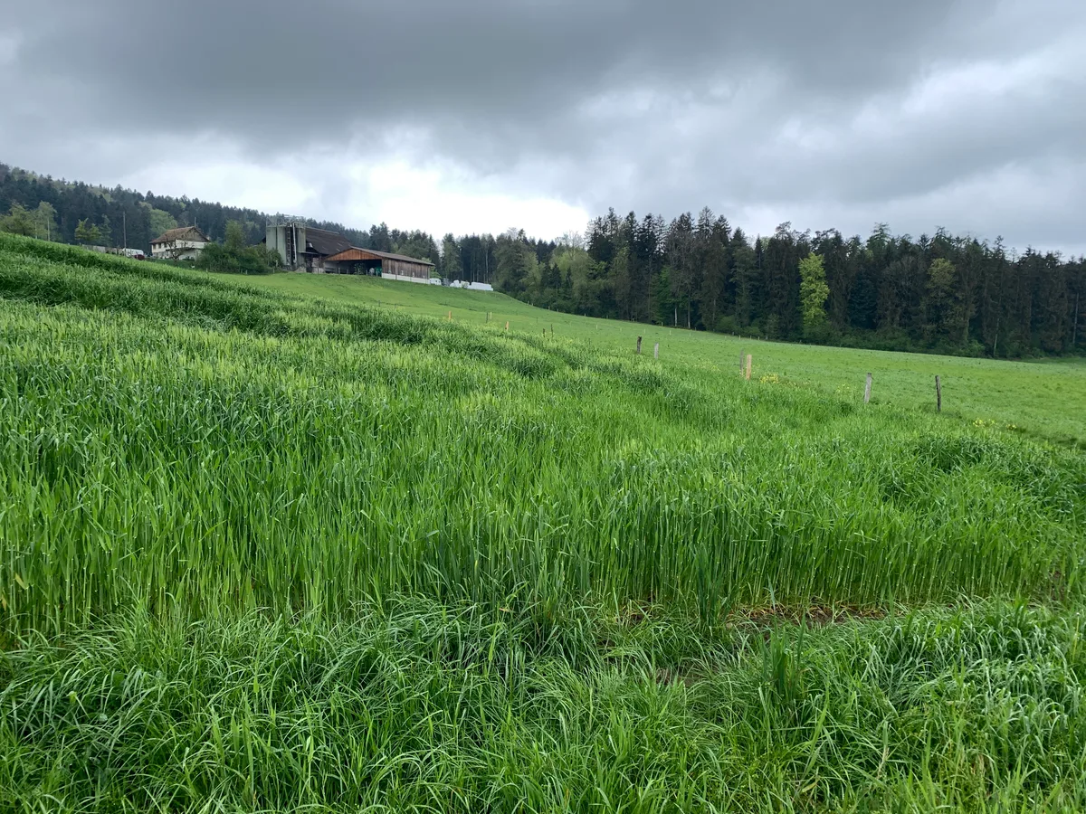 Blick auf ein Getreidefeld und einen Bauernhof im Hintergrund.